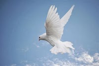White Celebration Doves 1085850 Image 8